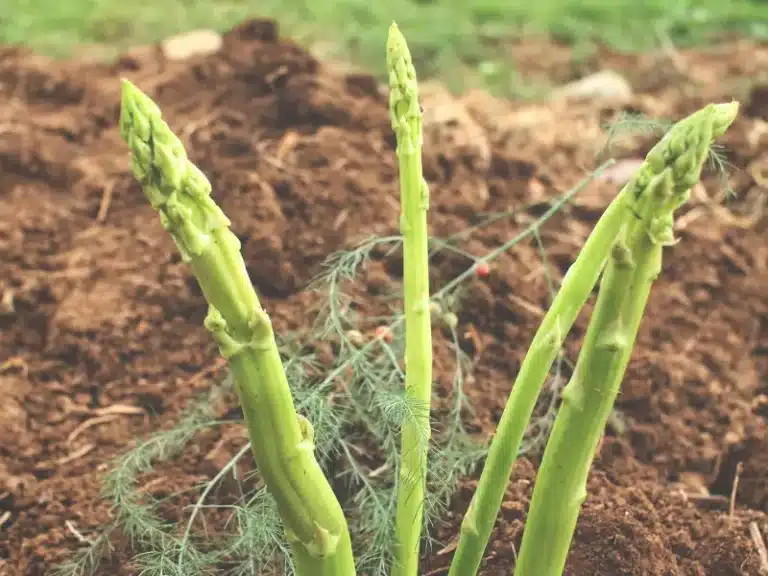 Asparagus companion plants