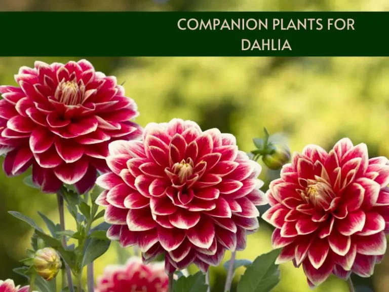 Companion planting dahlia