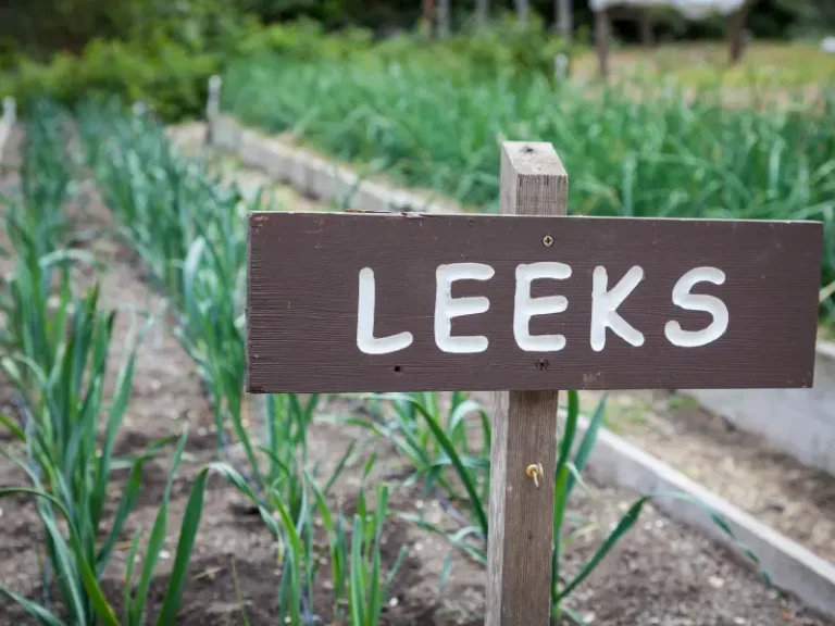 Companion planting leeks