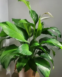 A healthy, vibrant peace lily