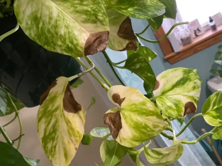Pothos Leaves Turning Brown: Causes and 6 Fixes
