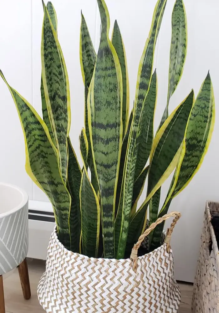 How to Care for Snake Plant Indoors and Outdoors