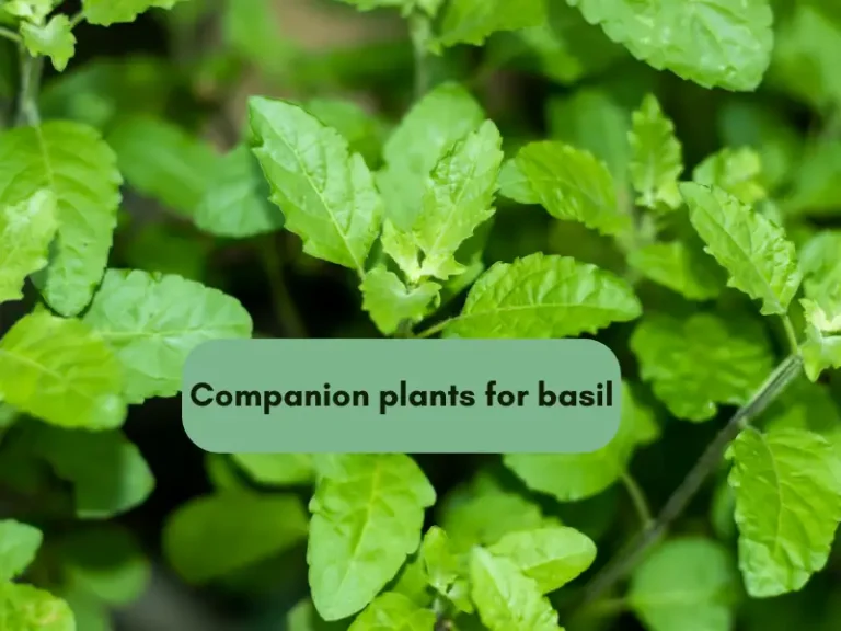 10 Best Companion Plants for Basil