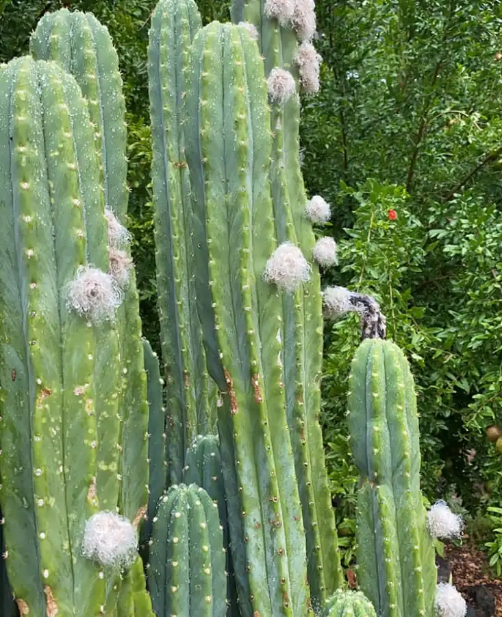 Cephalium white stuff on cactus