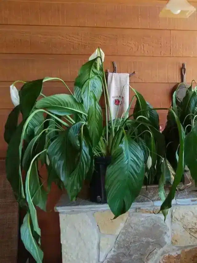 Droopy peace lily