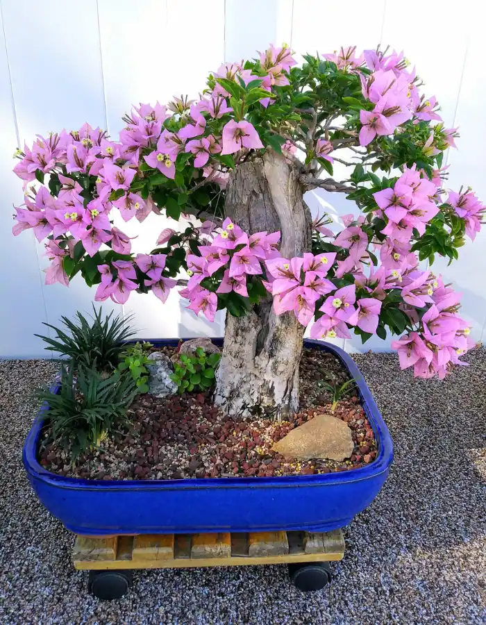 Bougainvillea bonsai in full bloom