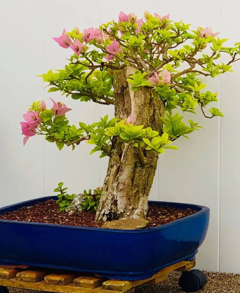 Dwarf, bonsai and standard size bougainvillea exist.