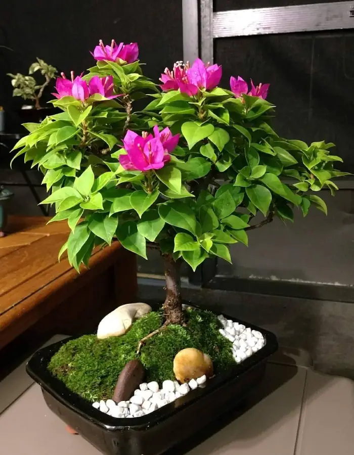 Healthy Bougainvillea bonsai in a shallow pot