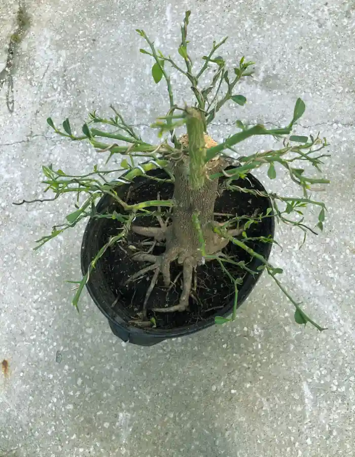Pruning and training are important for bonsai bougainvillea