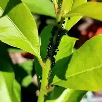 Black aphids on a lemon tree.