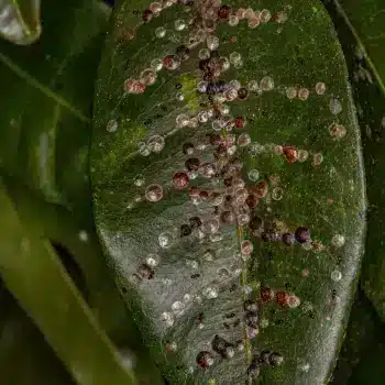 Scale Insects on a leaf.