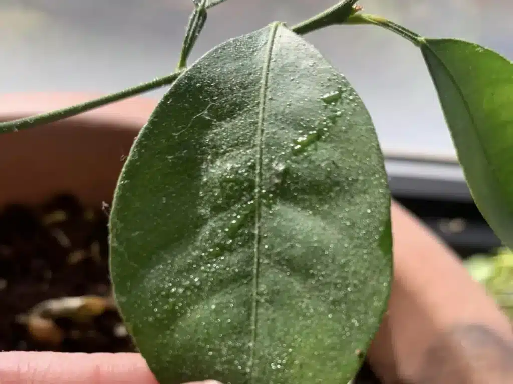 A sticky substance on a citrus leaf.