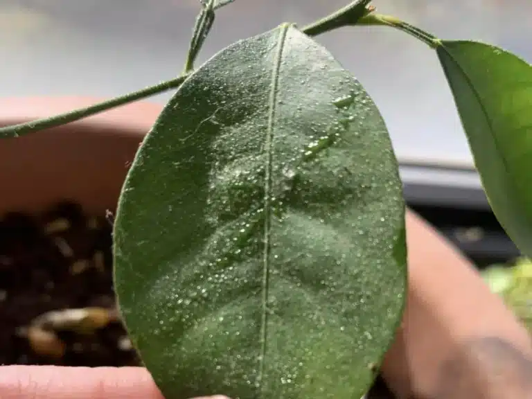 What’s Causing Sticky Lemon and Citrus Leaves?