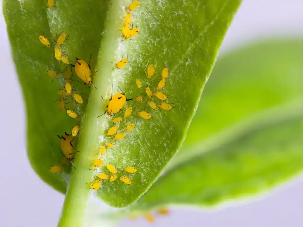 Yellow aphids on leaves.
