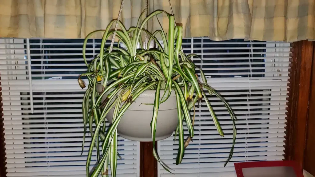 An unhealthy spider plant from overwatering.