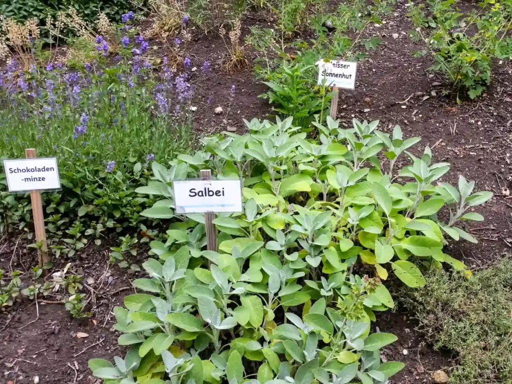 Sage paired with companions in a garden.