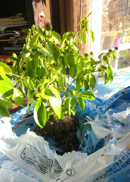 Drying out soil of an overwatered lemon tree.