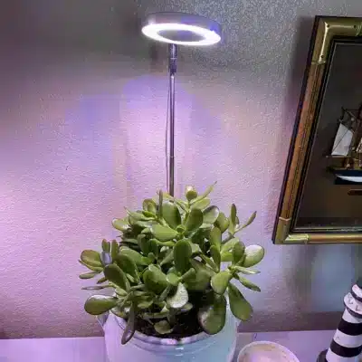 Increase light exposure for your jade plant
