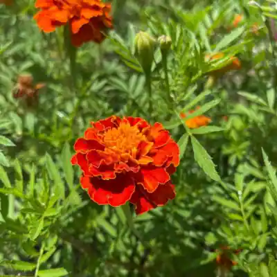 Marigolds in red blooms.