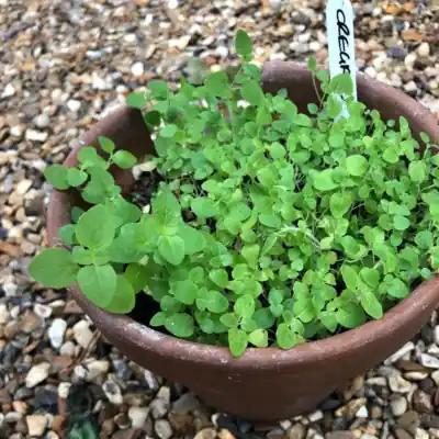 Oregano growing in a pot.