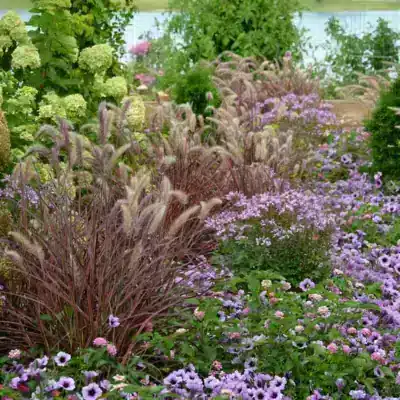 Purple fountain grass underplanted with petunias.