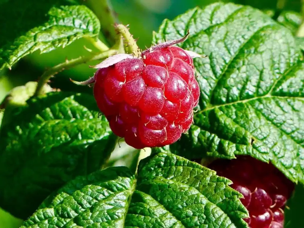 Raspberry with ripe fruit