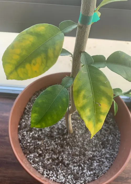 Yellowing citrus leaves due to root rot.