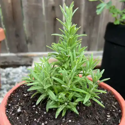 Potted Rosemary