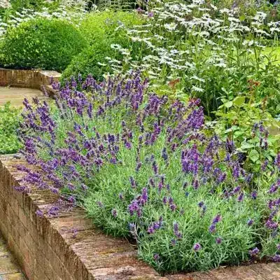 Salvia in lavender blooms