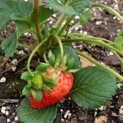 Strawberry plant bearing fruit