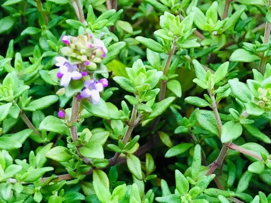 Thyme growing and flowering