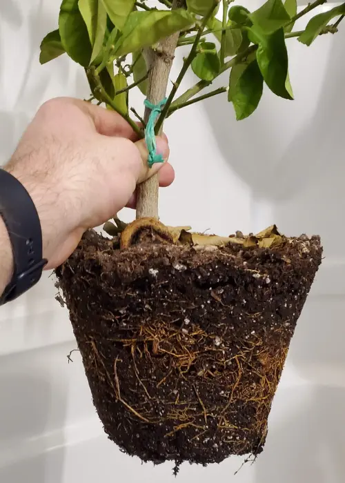 Repotting a lemon tree with root rot can save it.