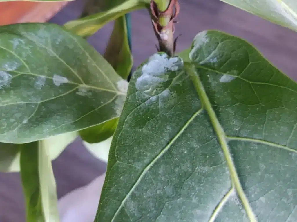 White mineral deposits on fiddle leaf fig from hard water.