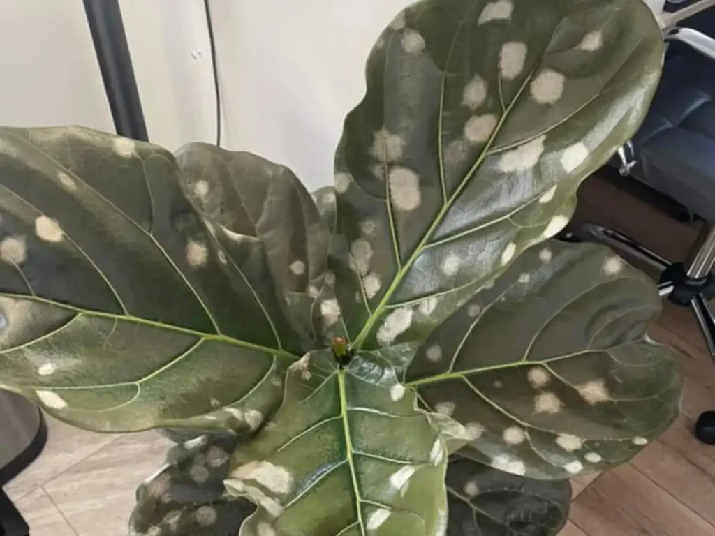 A fiddle leaf fig with white spots all over the leaves.