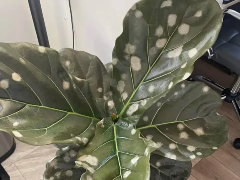 How to Get Rid of White Spots on Fiddle Leaf Figs