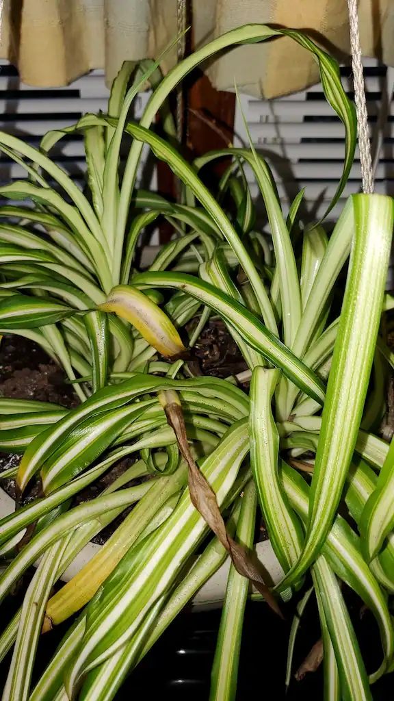Yellowing and rotting tips from overwatering a spider plant.