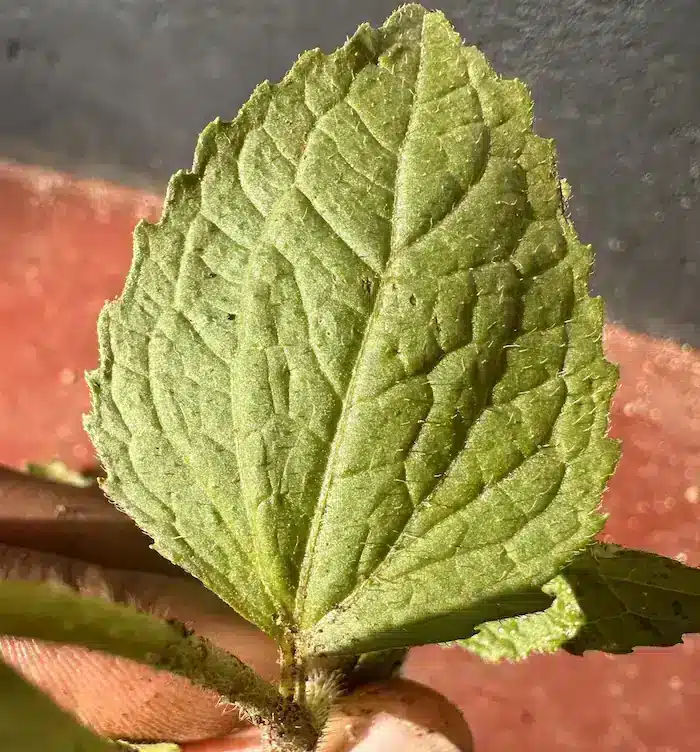 Galinsoga leaf (top side) showing veins and serrated edges.