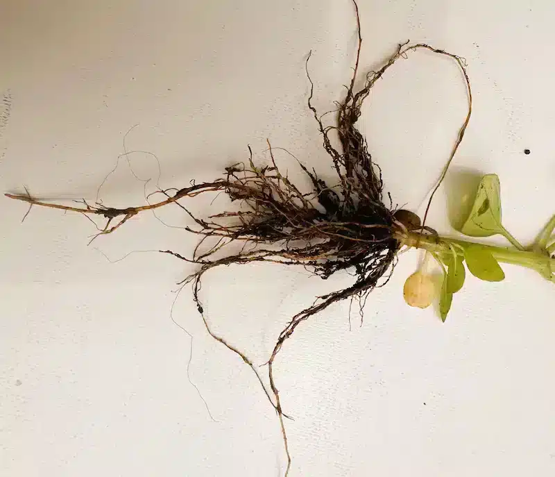 The roots of a galinsoga weed.