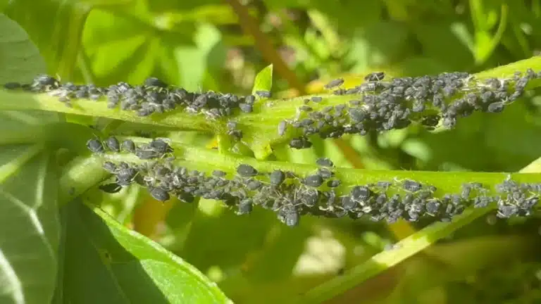 How to Identify and Get Rid of Black Aphids