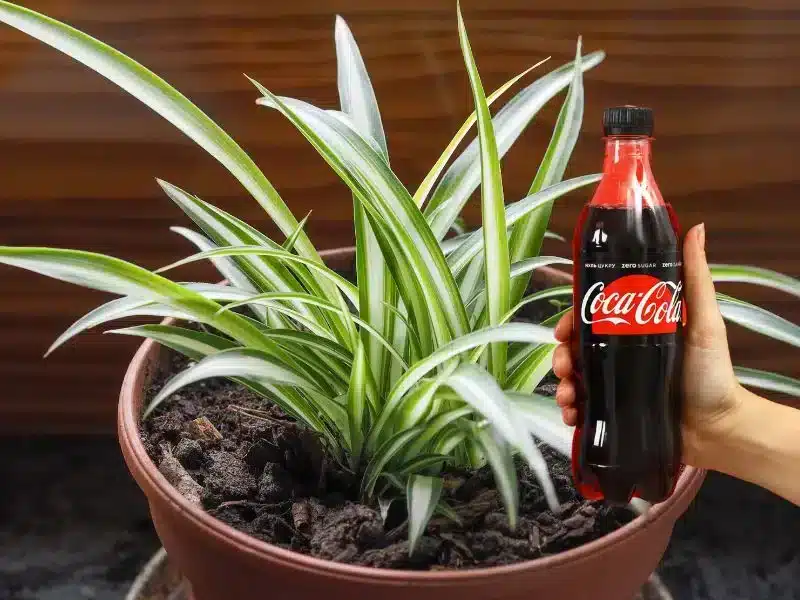 Cocacola and a spider plant